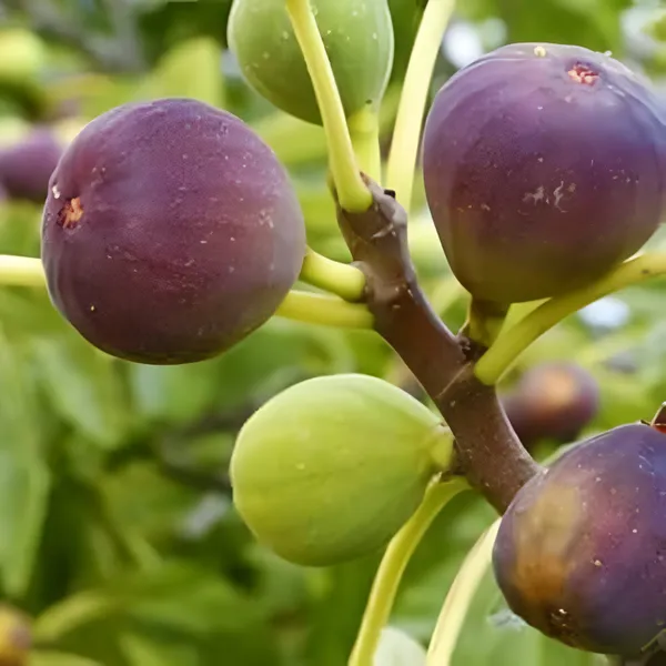 Fing_Anjeer_Layering_Plant_(Hybrid)_For_Outdoor_With_Grow_Bag