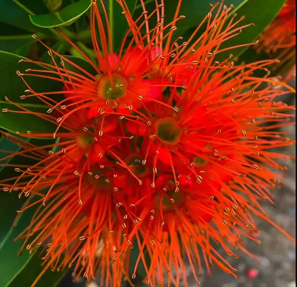 First_Love_Flower_Plant_(Combretum_constrictum)_Exotic_Red_Blooming_Vine