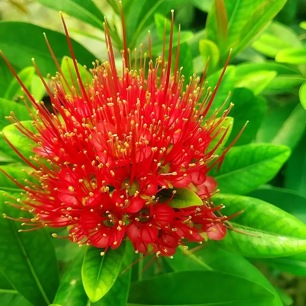 First_Love_Flower_Plant_(Combretum_constrictum)_Exotic_Red_Blooming_Vine