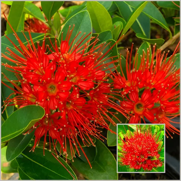 First_Love_Flower_Plant_(Combretum_constrictum)_Exotic_Red_Blooming_Vine