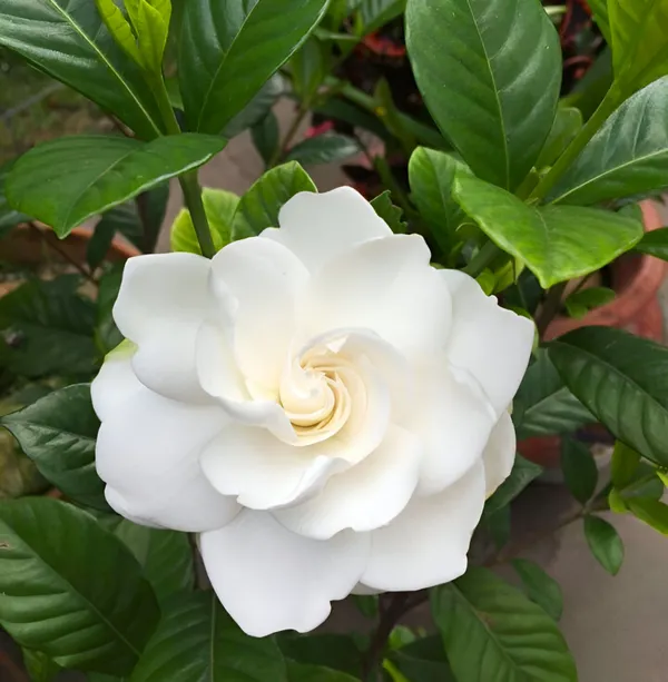 Gardenia_(Cape_Jasmine)_Flower_Plant_Fragrant_White_Blooms_|_Garden_or_Pot-Friendly