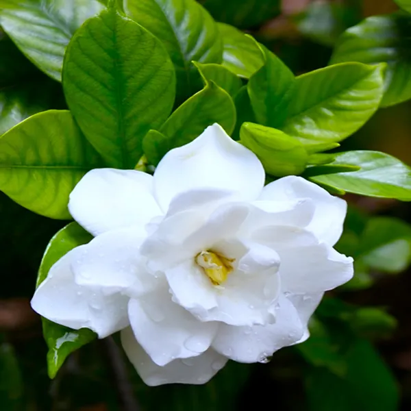 Gardenia_(Cape_Jasmine)_Flower_Plant_Fragrant_White_Blooms_|_Garden_or_Pot-Friendly