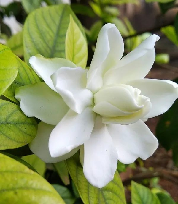 Gardenia_(Cape_Jasmine)_Flower_Plant_Fragrant_White_Blooms_|_Garden_or_Pot-Friendly