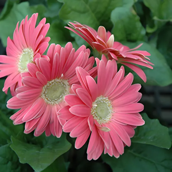 Gerbera_(Pink)_-_Plant__(Hybrid)_For_Outdoor_With_Grow_Bag