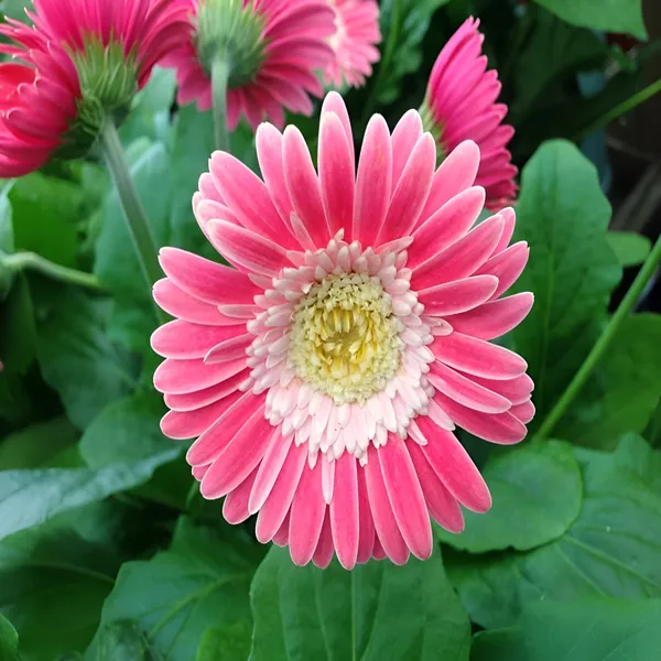 Gerbera_(Pink)_-_Plant__(Hybrid)_For_Outdoor_With_Grow_Bag