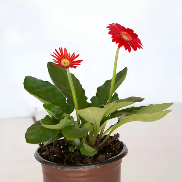 Gerbera_(Red)_-_Plant__(Hybrid)_For_Outdoor_With_Grow_Bag