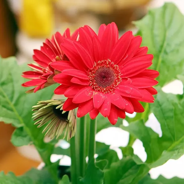 Gerbera_(Red)_-_Plant__(Hybrid)_For_Outdoor_With_Grow_Bag