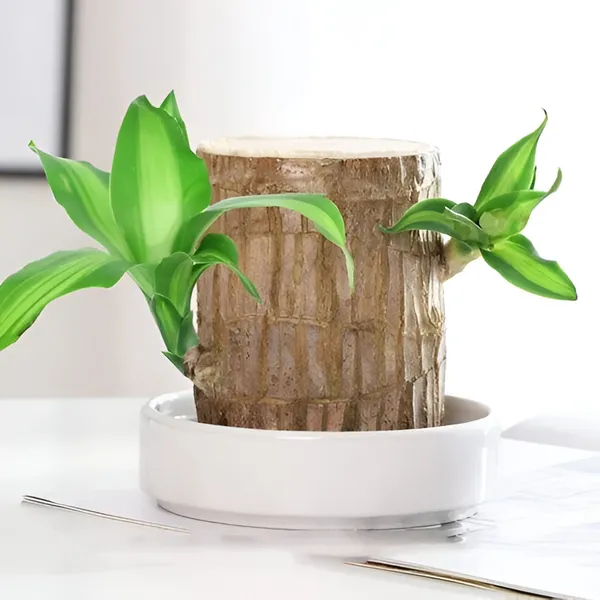 Brazilian_Wood_Plant_(Hybrid)_For_Indoor_&_Outdoor