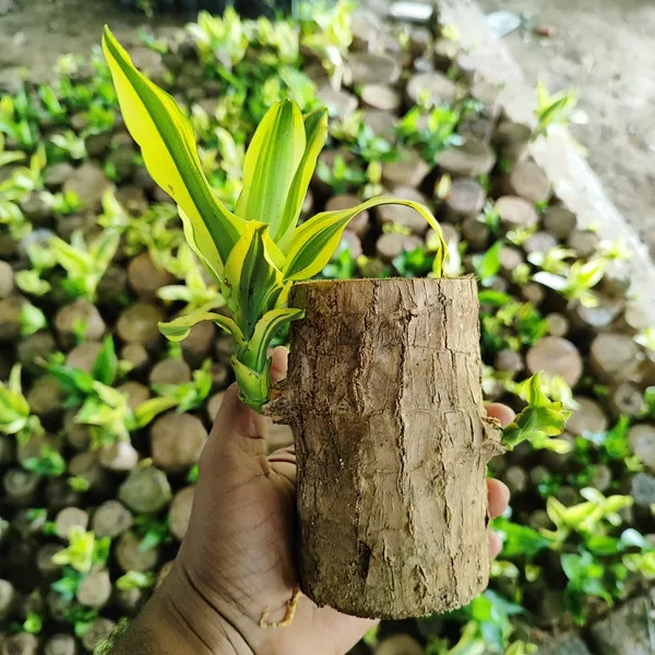 Brazilian_Wood_Plant_(Hybrid)_For_Indoor_&_Outdoor