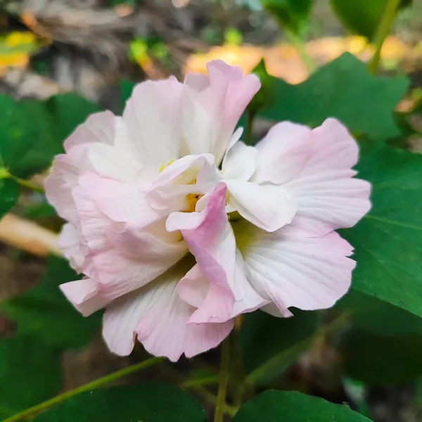 Confederate_Rose_(Hibiscus_mutabilis)__Double-Petal_Pink_&_White_Flower_Plant_Pack_Of_-_1