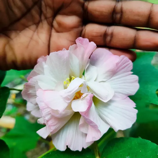 Confederate_Rose_(Hibiscus_mutabilis)__Double-Petal_Pink_&_White_Flower_Plant_Pack_Of_-_1