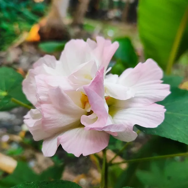 Confederate_Rose_(Hibiscus_mutabilis)__Double-Petal_Pink_&_White_Flower_Plant_Pack_Of_-_1