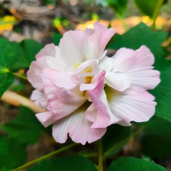 Confederate_Rose_(Hibiscus_mutabilis)__Double-Petal_Pink_&_White_Flower_Plant_Pack_Of_-_1