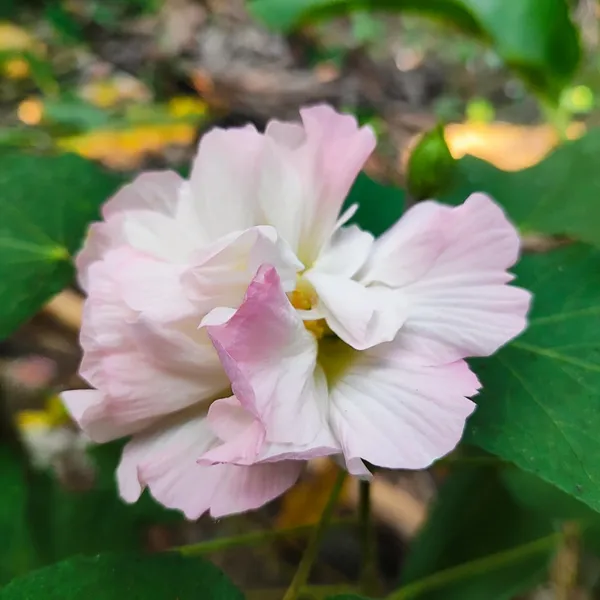 Confederate_Rose_(Hibiscus_mutabilis)__Double-Petal_Pink_&_White_Flower_Plant_Pack_Of_-_1