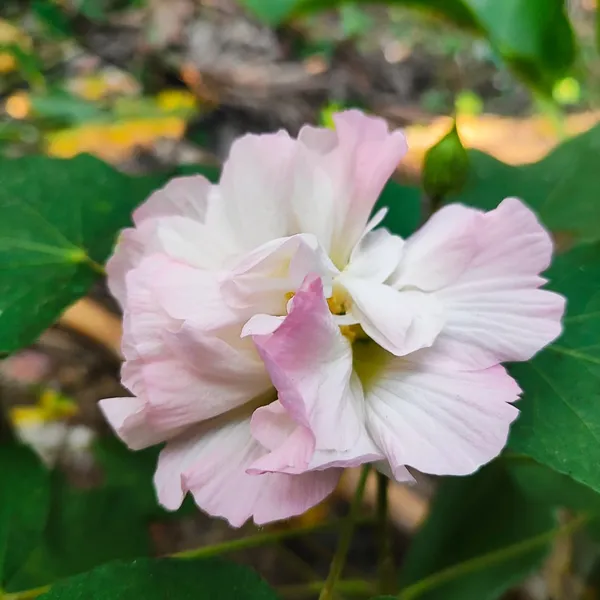 Confederate_Rose_(Hibiscus_mutabilis)__Double-Petal_Pink_&_White_Flower_Plant_Pack_Of_-_1