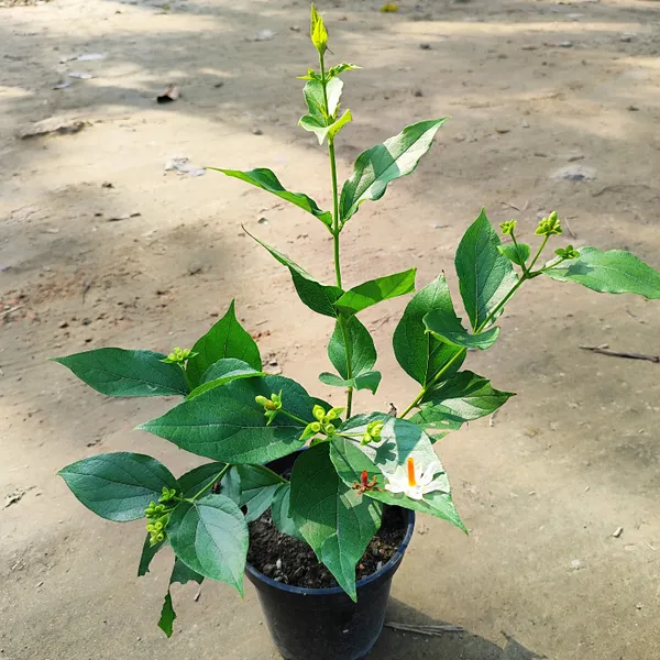 Pavazhamalli_Plant_(Hybrid)_For_Outdoor_With_Grow_Bag