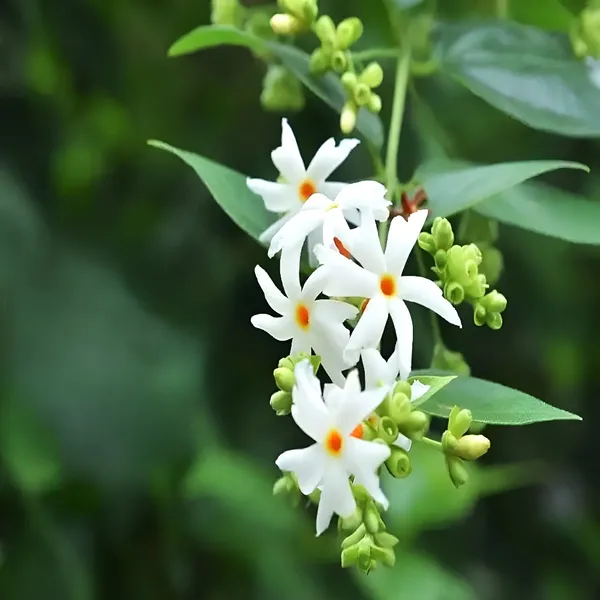 Pavazhamalli_Plant_(Hybrid)_For_Outdoor_With_Grow_Bag