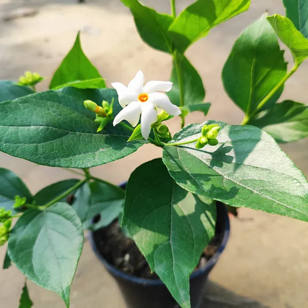 Pavazhamalli_Plant_(Hybrid)_For_Outdoor_With_Grow_Bag