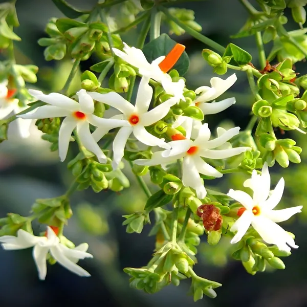 Pavazhamalli_Plant_(Hybrid)_For_Outdoor_With_Grow_Bag