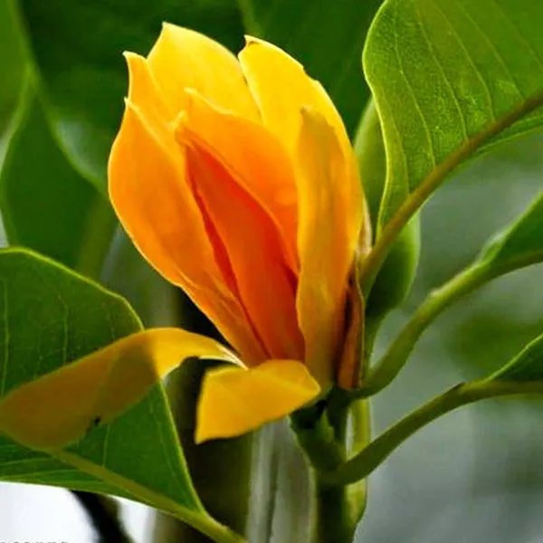 Golden_Champaca_(Magnolia_champaca)_Flower_Plant_Pack_Of_-_1