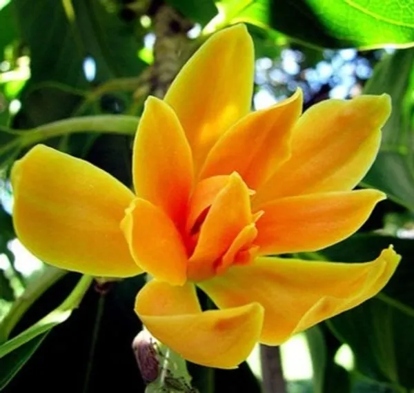 Golden_Champaca_(Magnolia_champaca)_Flower_Plant_Pack_Of_-_1