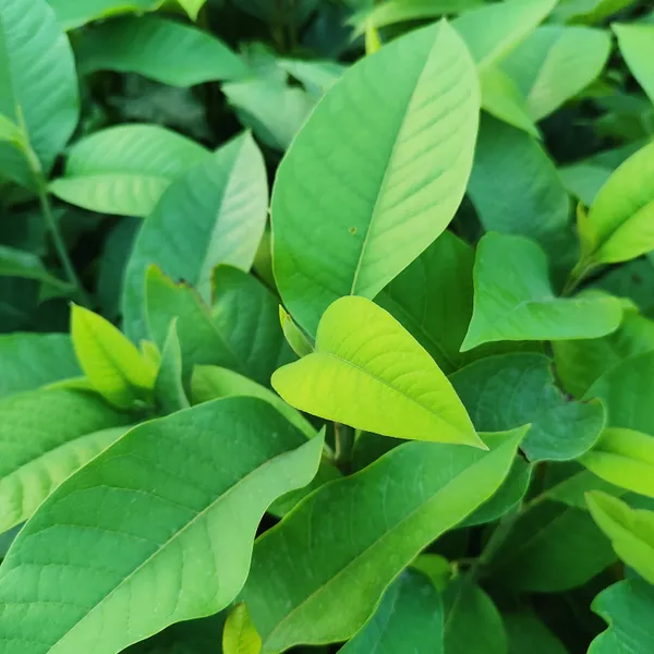 Golden_Champaca_(Magnolia_champaca)_Flower_Plant_Pack_Of_-_1