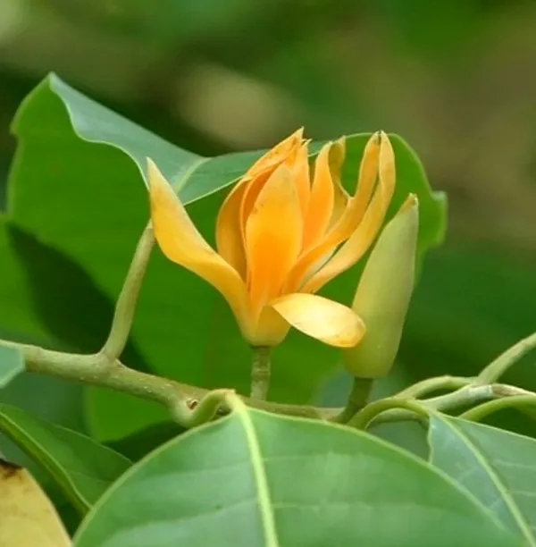 Golden_Champaca_(Magnolia_champaca)_Flower_Plant_Pack_Of_-_1