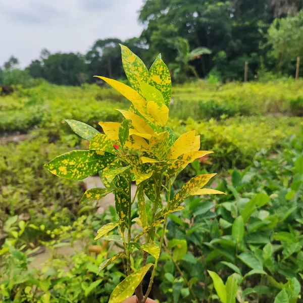 Golden_Variegated_Croton_Plant_(Codiaeum_variegatum)_Vibrant_Foliage_for_Indoor_&_Outdoor__Pack_Of_-_2