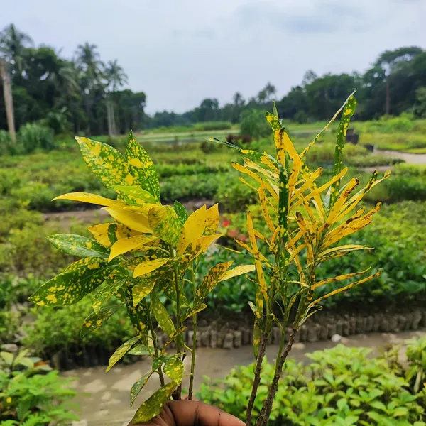 Golden_Variegated_Croton_Plant_(Codiaeum_variegatum)_Vibrant_Foliage_for_Indoor_&_Outdoor__Pack_Of_-_2