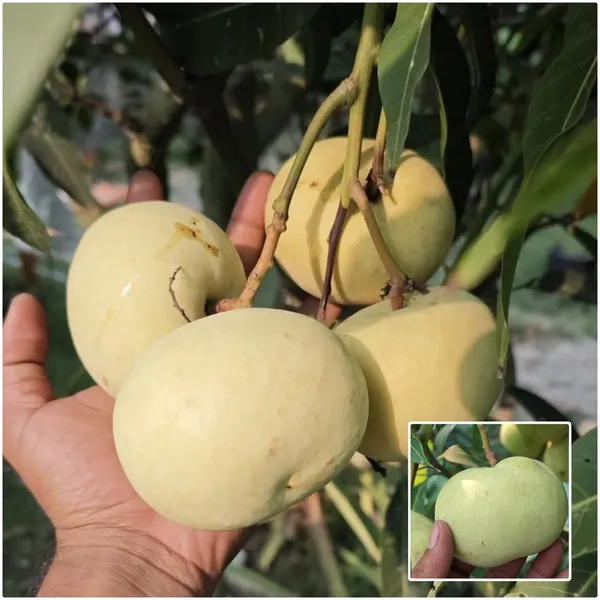 Grapes_Mango_Plant_Dwarf_Variety_with_Clustered_Fruit