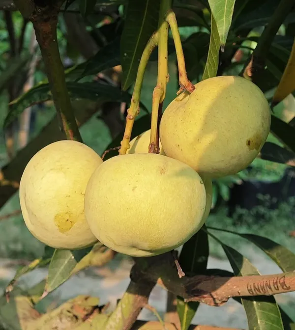 Grapes_Mango_Plant_Dwarf_Variety_with_Clustered_Fruit