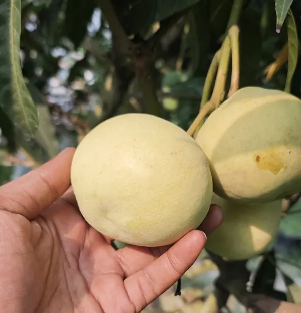 Grapes_Mango_Plant_Dwarf_Variety_with_Clustered_Fruit