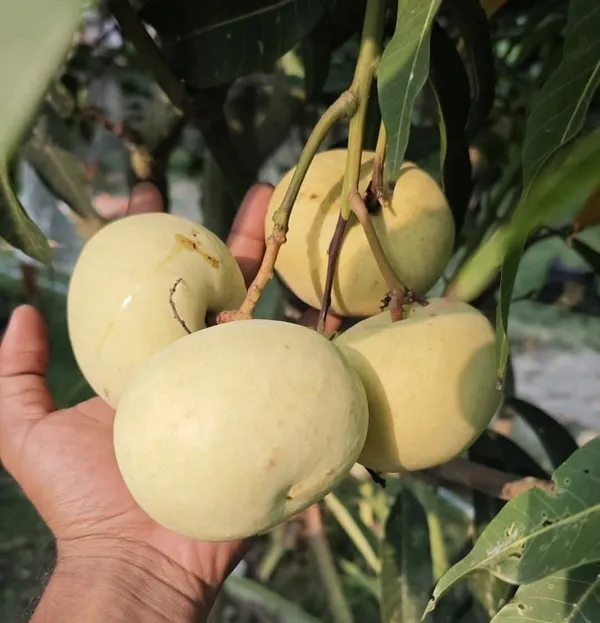 Grapes_Mango_Plant_Dwarf_Variety_with_Clustered_Fruit