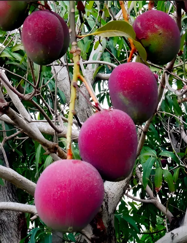 Apple_Mango_Plant_(Indian_Grafted)_For_Outdoor_With_Grow_Bag