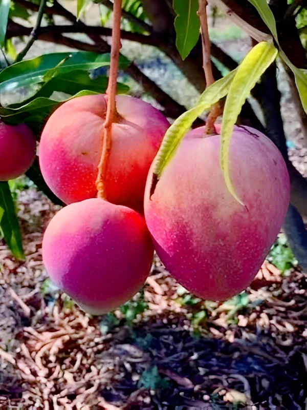 Apple_Mango_Plant_(Indian_Grafted)_For_Outdoor_With_Grow_Bag
