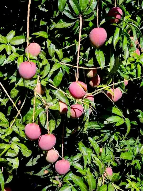 Apple_Mango_Plant_(Indian_Grafted)_For_Outdoor_With_Grow_Bag