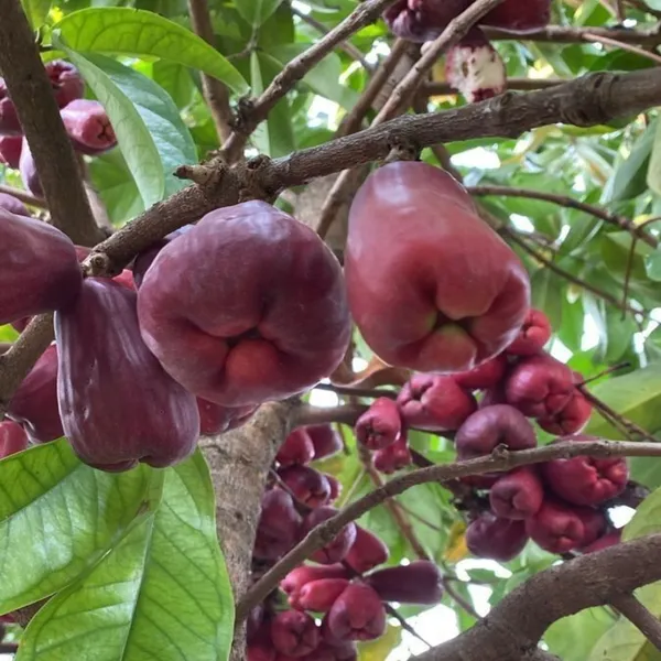 Water_Apple_Plant_(Hybrid)_For_Outdoor_With_Grow_Bag