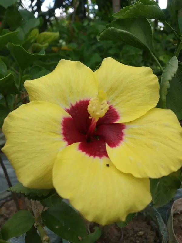 Hibiscus_Plant_(Hybrid)_For_Indoor_&_Outdoor_With_Grow_Bag