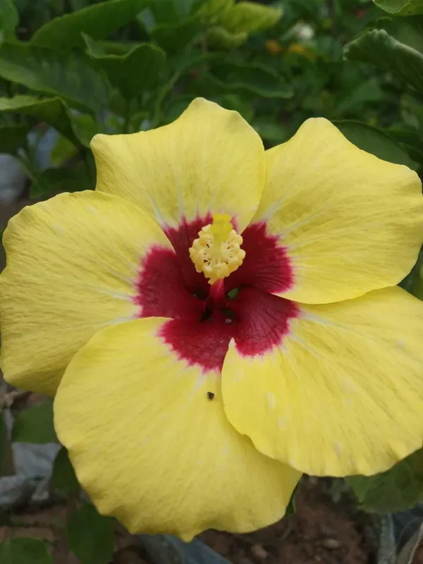 Hibiscus_Plant_(Hybrid)_For_Indoor_&_Outdoor_With_Grow_Bag