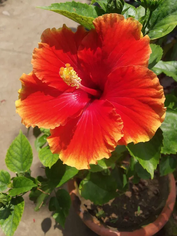 Hibiscus_Plant_(Hybrid)_For_Indoor_&_Outdoor_With_Grow_Bag