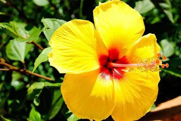 Hibiscus_Plant_(Hybrid)_For_Indoor_&_Outdoor_With_Grow_Bag