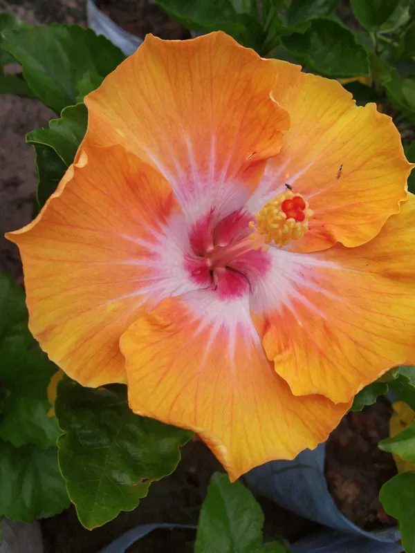 Hibiscus_Plant_(Hybrid)_For_Indoor_&_Outdoor_With_Grow_Bag