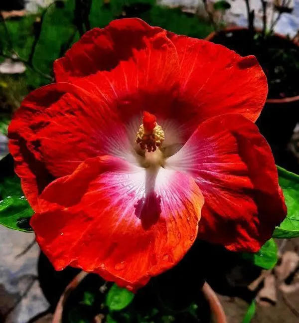 Hibiscus_Plant_(Hybrid)_For_Indoor_&_Outdoor_With_Grow_Bag