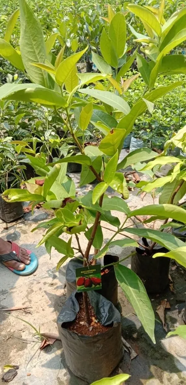 Water_Apple_Plant_(Hybrid)_For_Outdoor_With_Grow_Bag