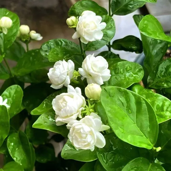 Bel_Plant_(Hybrid)_For_Indoor_&_Outdoor_With_Grow_Bag