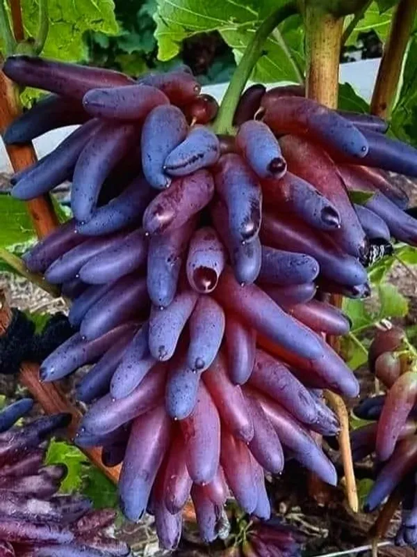 Grapes_Plant_(Hybrid)_For_Outdoor_With_Grow_Bag