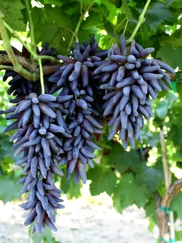 Grapes_Plant_(Hybrid)_For_Outdoor_With_Grow_Bag
