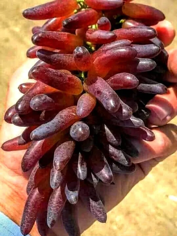 Grapes_Plant_(Hybrid)_For_Outdoor_With_Grow_Bag