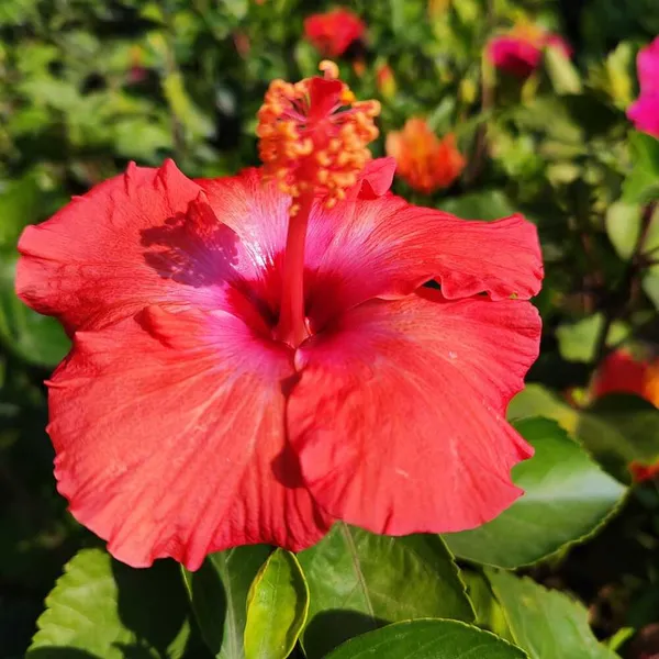 Hibiscus_Plant_(Hybrid)_For_Outdoor