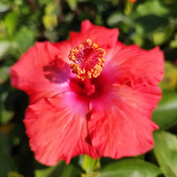 Hibiscus_Plant_(Hybrid)_For_Outdoor